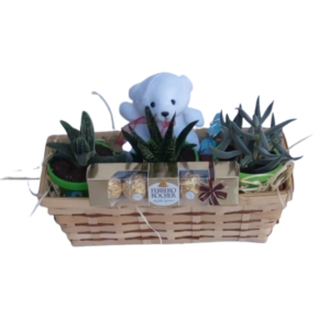 Daddy with love - Variety of 3 succulent plants, 5 Ferrero Rocher & a Teddy in a Basket