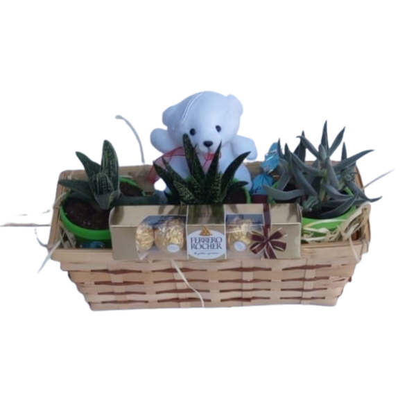 Daddy with love - Variety of 3 succulent plants, 5 Ferrero Rocher & a Teddy in a Basket