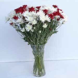 Starting Out - 10 White & 10 Red Daisies in a Vase